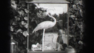 1938: Hialeah Park Horse Racetrack Pink Flamingo Bird Mounted Stuffed Behind Glass