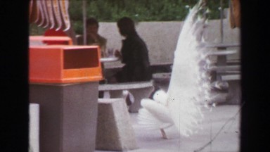 1970: Peacock bird free roaming zoo grounds showing plumage near food court. ST.