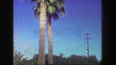 1947: Palm Trees Summer Vacation Lounge Area Green Grass Lawnchair Furniture.
