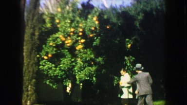 1947: Family Picking Oranges in Miami Beach Citrus Grove