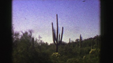 1951: Scenic Desert Valley with Blooming Cactus Field in Ajo, Arizona
