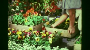 1978: Hispanic Woman Picking Flower Plants at Gardener's Market in Mexico City
