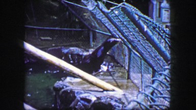 1944: Seal looking for attention at fence barking edge of zoo habitat.
