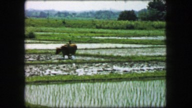 1968: Farmer Plowing Flooded Rice Paddy with Oxen in Saigon, Vietnam