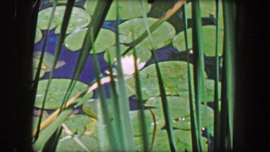 1956: Scenes from pond lily pad vegetation flower tall grasses.