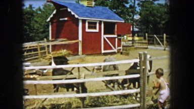1955: Storyland theme park petting zoo boy visits farm animals eating.