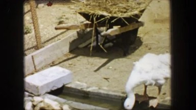1955: Storyland theme park white goose drinking water creek overflow farm.