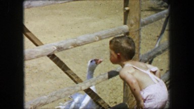 1955: Storyland theme park boy feeds goose kids petting zoo chicken wire fence.