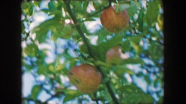 1957: Apples on tree branch closeup ripe ready to pick fruit food to eat.