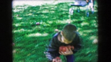 1957: Boy Gathering Fallen Apples Off the Ground During Fall Harvest in Orchard