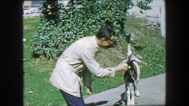 1957: Man gladly hand feeding tied up goat apple nibbles on fruit.