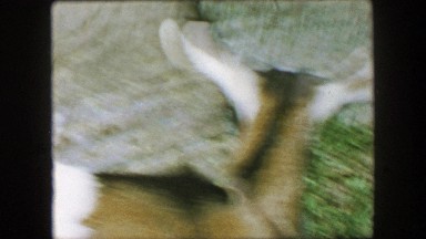 1957: Pet goat grooming cleaning self leashed in public park.
