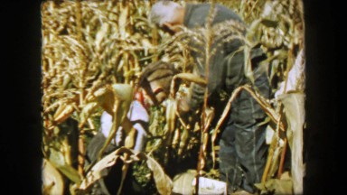 1957: Family corn harvest searching for ripe ears to pick for supper.