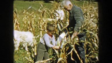 1957: Children and Grandpa Picking Corn in Farm Fields Harvesting Family
