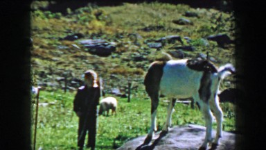 1957: Boy teasing farm goat pulling leash rope tied to tormented animal.