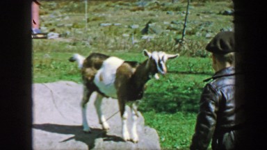 1957: Boy afraid feeding tied up goat apple rolls off stone mishaps.