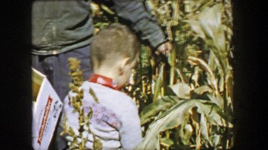 1957: Boy harvesting farmers corn picking ears in Knickerbocker beer box.