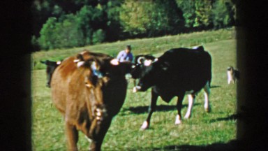 1957: Milk Cows Walking Scenic Summer Green Farm Fields