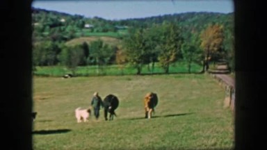 1957: Farmer Walking in Tandem with Cows in Idyllic Open Grassy Fields