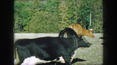 1957: Milk Producing Cows Leaving Farm Walking Green Grass Fields.