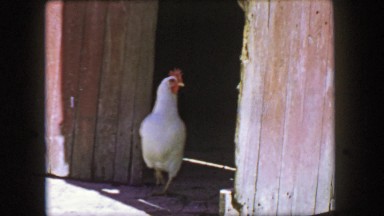 1957: Chicken closeup exiting weathered farm coop barn door.