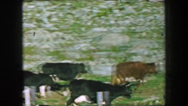 1957: Cows walking path rocky outcropping rancher fields.