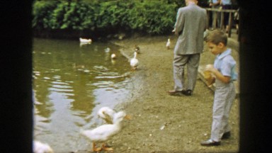 1957: Goose chasing retreating young boy feeding popcorn petting zoo. GLEN, NEW