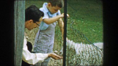 1957: Father son petting hairy sheep feeding sugar cube thru iron fence. GLEN,