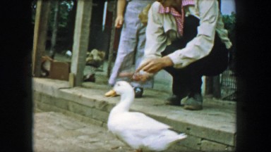 1957: Father Son Petting Zoo Closeup Fun Popcorn Food to Aggressive Goose. Glen,