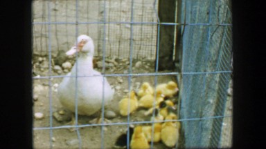 1957: Duck mother caring for small baby ducklings in iron wire cage. GLEN, NEW