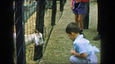 1957: Young boy feeding goat petting zoo behind iron farm fence. GLEN, NEW