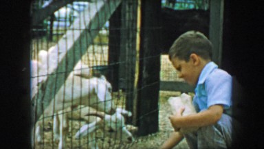1957: Young boy feeding goats petting zoo behind iron farm fence. GLEN, NEW