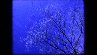 1961: Ice Falling from Melting Tree Against Dark Blue Sky in Buffalo