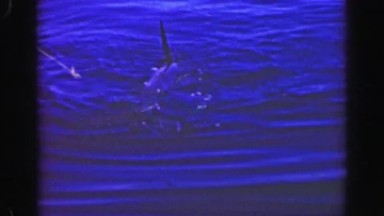 1952: Marlin sailfish trophy sized billfish caught pulled aboard fishing boat.