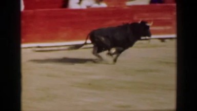 1948: Bull Charging Man Behind Wall in Mérida Rodeo Arena