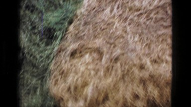 1957: Kids in front large dried straw stack and newly cut haystack farmer proud