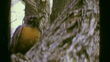 1957: Red breasted robin bird closeup in autumn tree. BATON ROUGE, LOUISIANA