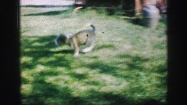 1969: Puppy running across summer grass backyard to play with another puppy.