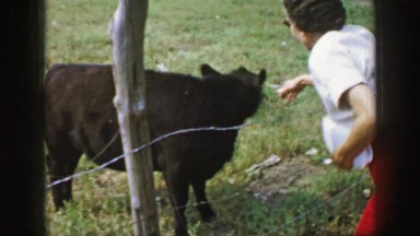 1961: a well-dressed woman attempting to pet a small black calf