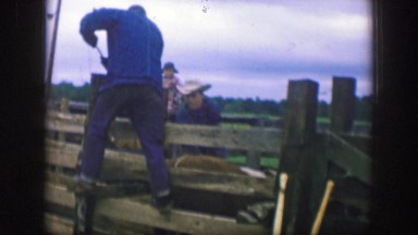 1961: marking animals, a traditional and usual practice in a ranch IOWA