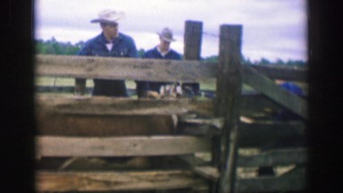 1961: cow in a stanchion. IOWA