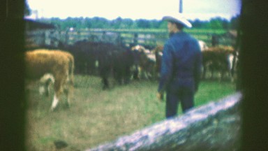 1961: a farmer watching his herd of cows IOWA