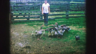 1961: a group of wandering ducks IOWA