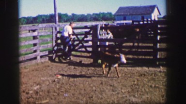 1961: man tries to approach baby farm animal but animal shies away IOWA