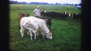 1961: Boy in Field with Cows and Herd in Iowa