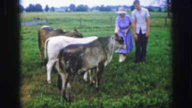 1961: a women is seeing petting her cows IOWA