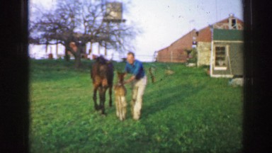 1961: man assists baby horse as if it were child riding bike without training