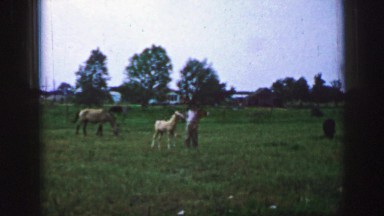 1961: a man playing with a young horse in a very wide and green rural area IOWA