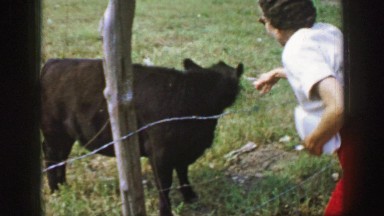 1961: woman trying to pet a cow behind a barbed wire fence. IOWA