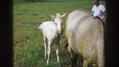 1961: in the pasture, a young colt is walking around it's mother. IOWA